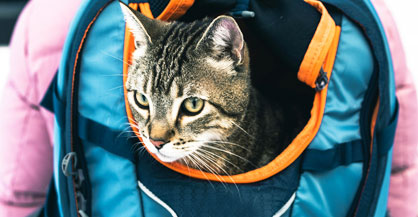 Cat Expo Thailand