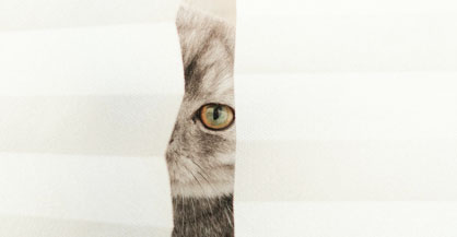 Cat Expo Thailand