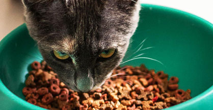 Cat Expo Thailand