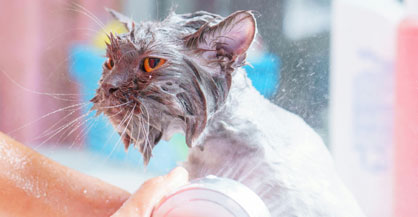 Cat Expo Thailand