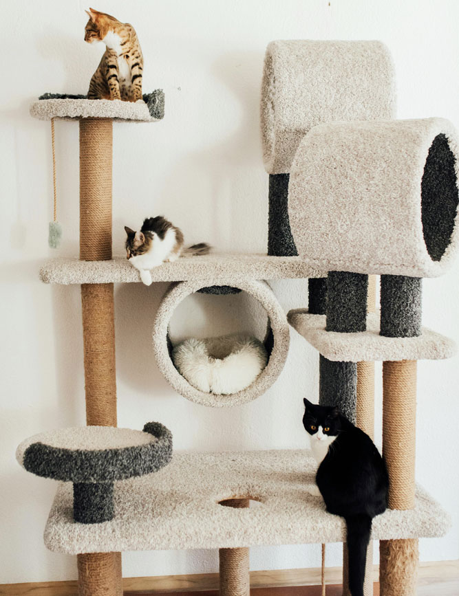Cat Expo Thailand