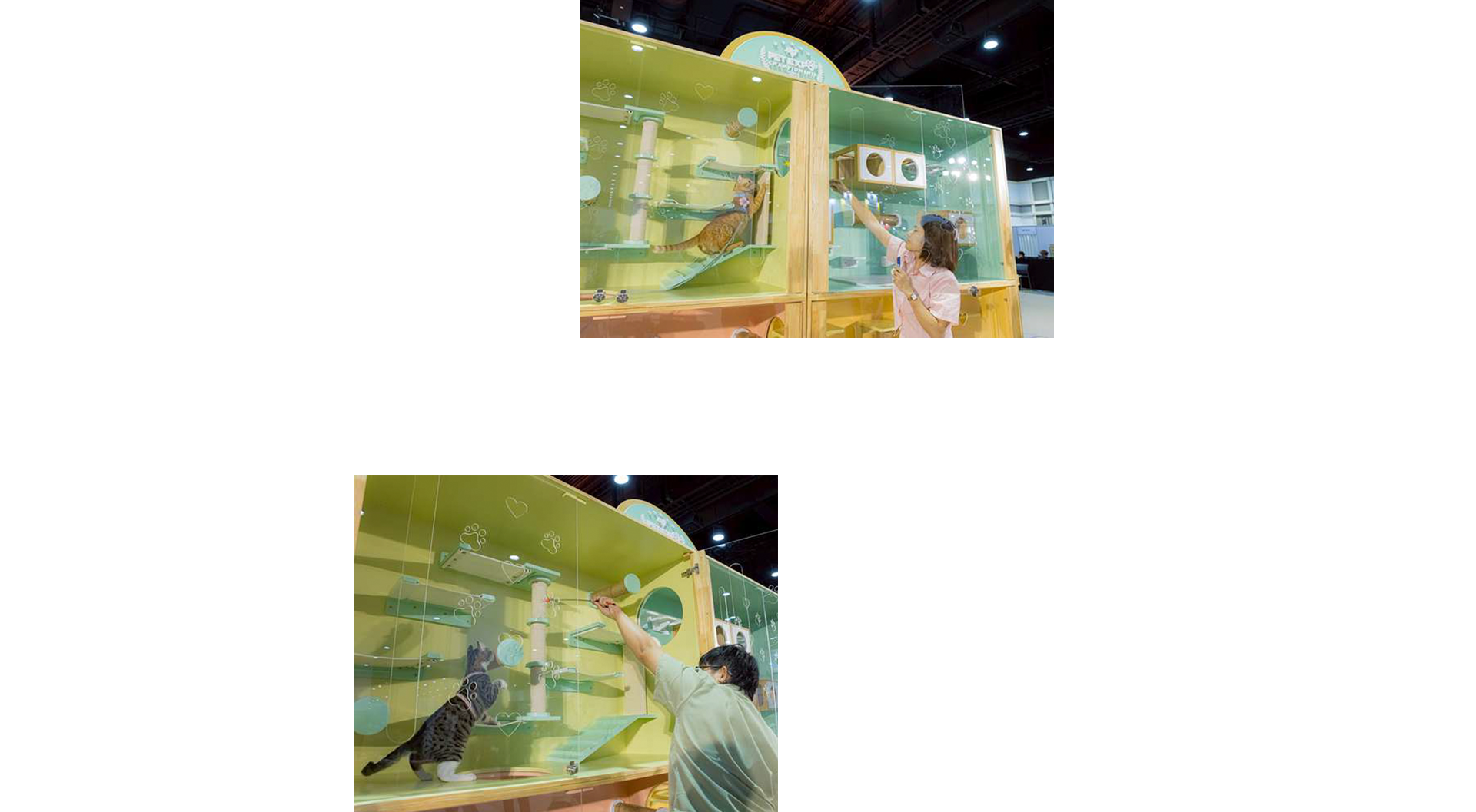 Cat Expo Thailand