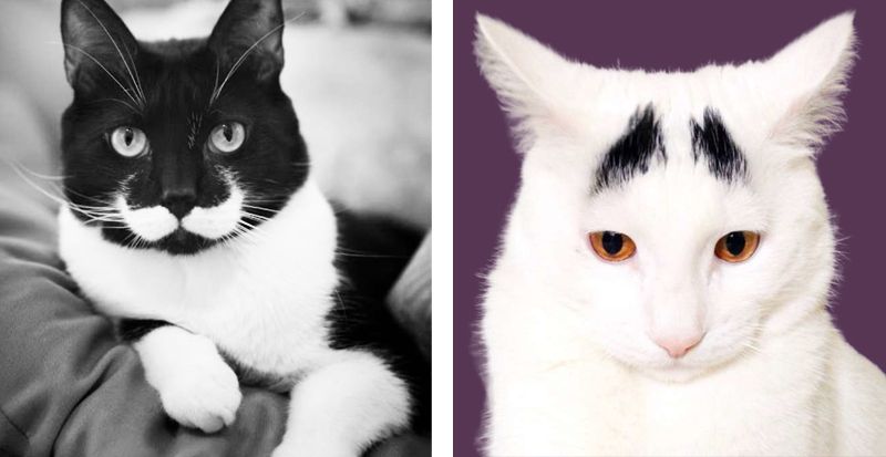 Cat Expo Thailand